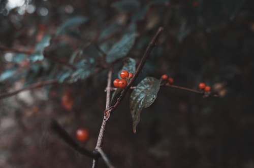 united states selective focus photography of red berries animal